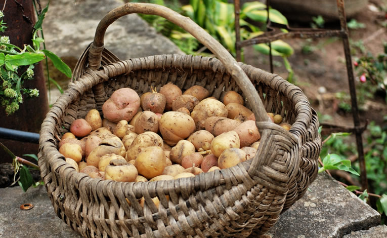 Waarom aardappelen geen dikmakers zijn